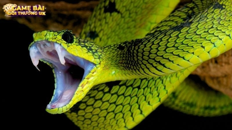 sổ mơ rắn cắn